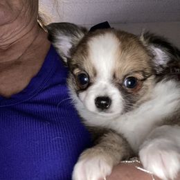 Girl 2 Bridget - Chocolate female Chihuahua puppy in Red Bluff, California from Aye Chihuahua