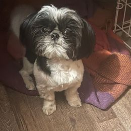 Prophet - Shih Tzu
