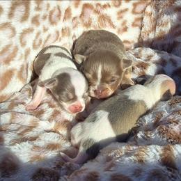 Lewis - Blue fawn male Chihuahua puppy in Amity, Pennsylvania from Baxters Chihuahuas