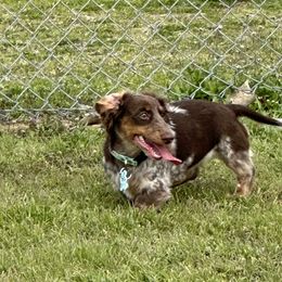 Dachshunds and Poodles from Kairos Meadows Kennel AKC
