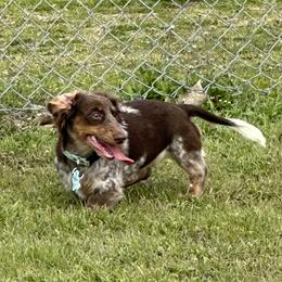 Dachshunds and Poodles from Kairos Meadows Kennel AKC