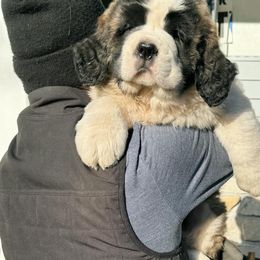 Saint Bernard Puppies from Northwoods Saint Bernards