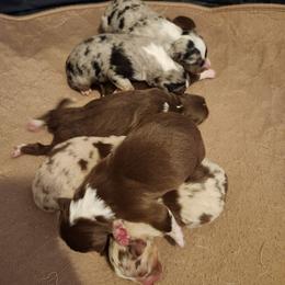 Australian Shepherd puppies from Wexford Creek Aussies, LLC