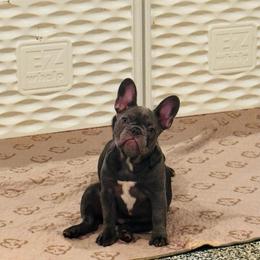 Artemis - Blue female French Bulldog puppy in Campbell Hall, New York from Charlie’s Frenchies
