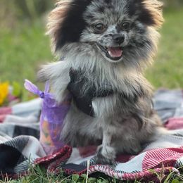 Pomeranian Puppies from Jazzy Poms