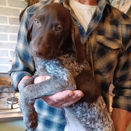 Drake - Liver roan male German Shorthaired Pointer puppy in Elberta, Alabama from Old Orchard Farm