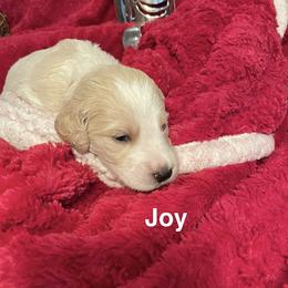Joy - Parti female Goldendoodle puppy in St Johns, Florida from Nini's Poodles and Doodles of St. Johns Co.