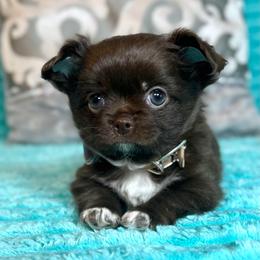 Kona - Chocolate and white male Chihuahua puppy in Mesa, Arizona from Arizona Dream Chihuahuas