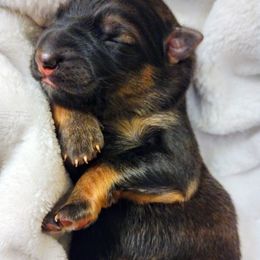 German Shepherd Puppies from Prolific Northwest K9s