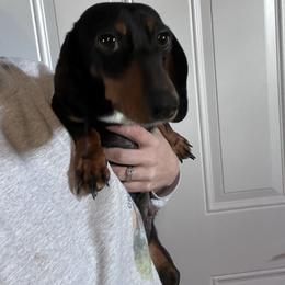 Honey - Dachshund