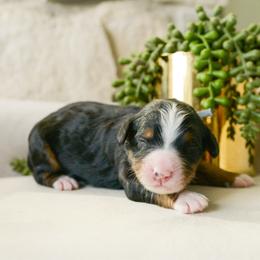 Ferdinand - Tri-color male Bernedoodle puppy in Spanish Fork, Utah from K Brand Doodles