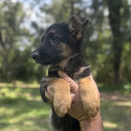 Jada - Black and tan female German Shepherd puppy in Florida from Best Shepherds