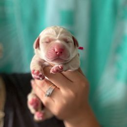 Pink Collar Female - Yellow female Labrador Retriever puppy in Kissimmee, Florida from SunState Labs