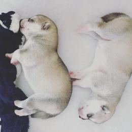 Siberian Husky Puppies from Sassenach Siberians
