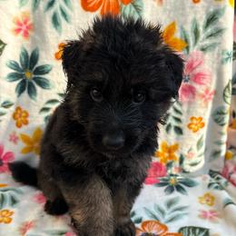 Crush - Black and red male German Shepherd puppy in Coplay, Pennsylvania from By My Side Germans Shepherds & Dobermans