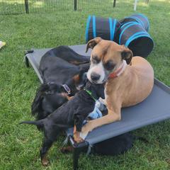 Gordon Setter Puppies from Tom McCleary