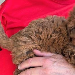 "Firecracker, Female, Available" Goldendoodle Puppies from OnlyGoldendoodles