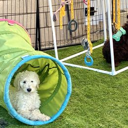 Goldendoodle Puppies from Sugarspicedoodles