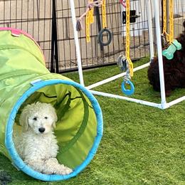 Goldendoodle Puppies from Sugarspicedoodles