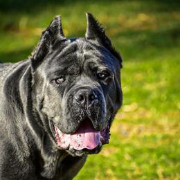 Bosco - Cane Corso