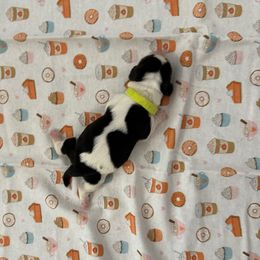 Lime green collar - 3,550.00 - Black white and brown male Basset Hound puppy in Columbia, South Carolina from Pawmetto Hounds