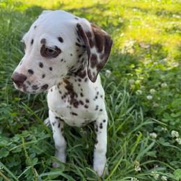 Zara - White and liver brown female Dalmatian puppy in Sedalia, Missouri from Missouri Dalmatians