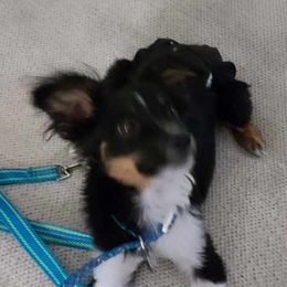 Oliver - Australian Shepherd