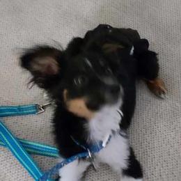 Oliver - Australian Shepherd