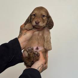 Boy 4 - Cream male Dachshund puppy in Rio, Wisconsin from Three K Miniature Dachshunds