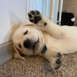 Labrador Retriever Puppies from Texas Finest English Labradors