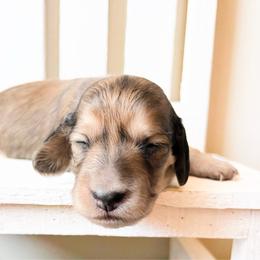 Rosie 3750 - Cream female Dachshund puppy in Sylvania, Alabama from Yancey’s Doxies