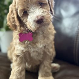 Pink collar Mertle - Red female Australian Labradoodle puppy in Fontana, California from Grammy's Puppy Love doodles and poodles