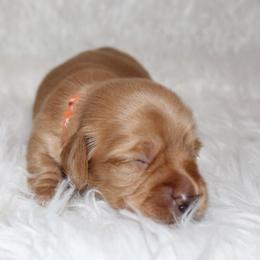 Cream boy 1 - Cream male Dachshund puppy in Lily, Kentucky from Little Acres Miniature Dachshunds