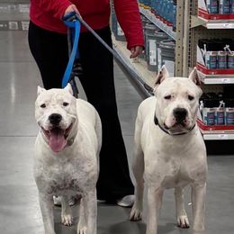 Pink collar - White female Dogo Argentino puppy in Carson, Iowa from Thompson Midwest dogos