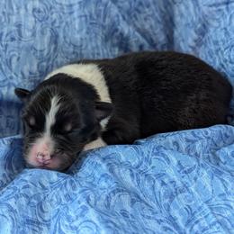 Hype - Black tri-color male Australian Shepherd puppy in Rhode Island from Ocean Cliff Aussies