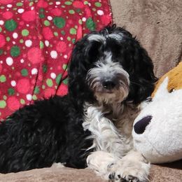 Stella - Aussiedoodle