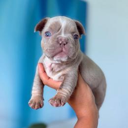 Belle - Liver female French Bulldog puppy in Port St Lucie, Florida from Infinity French Bulldogs