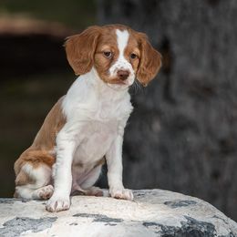 Brittany Puppies from Tommie Dahl