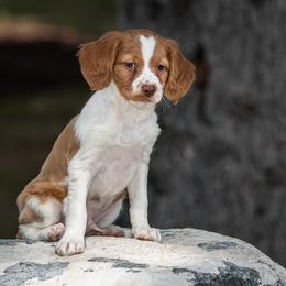 Brittany Puppies from Tommie Dahl