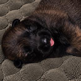 Girl 2 - Black female Belgian Malinois puppy in Columbia, South Carolina from Kaizen Ruach Malinois