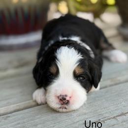 Uno - Tri-color female Bernedoodle puppy in El Campo, Texas from Little Fur Friends Bernedoodles
