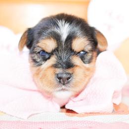 Boone - Black and tan male Yorkshire Terrier puppy in Hugo, Oklahoma from Ann R.