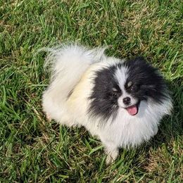 Dash - Pomeranian