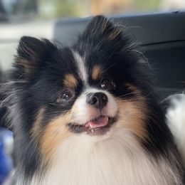 Jack - Pomeranian