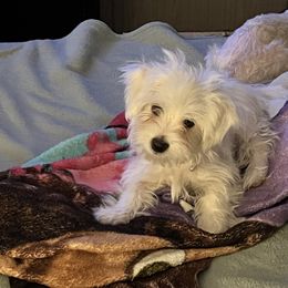 Maltese Puppies from California AKC Maltese