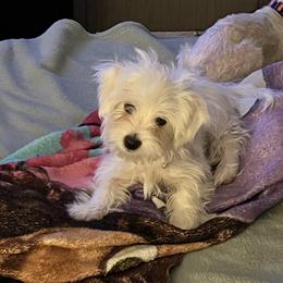 Maltese Puppies from California AKC Maltese