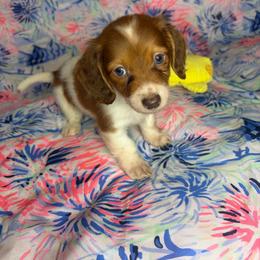 Chucky - Piebald male Dachshund puppy in Lake City, Florida from My Ditzy Doxies of Florida