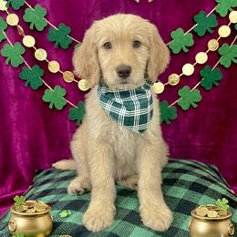 Werthers - Red  male Goldendoodle puppy in Tybee Island, Georgia from Castaway Doodles