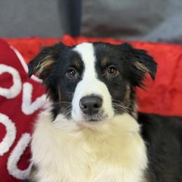 Steele - Black male Miniature American Shepherd puppy in Clinton, Missouri from Mockingbirds American Minis