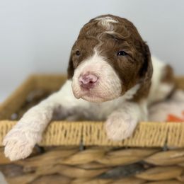 Boston Crème - Brown and white male Sheepadoodle puppy in Greeneville, Tennessee from Smokey Mountain Sheepadoodles